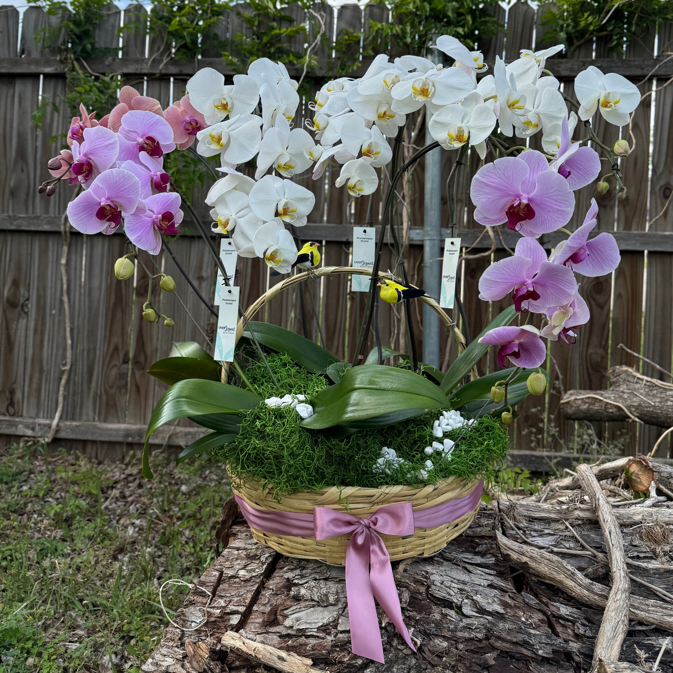 Canasta de orquídeas 🌸