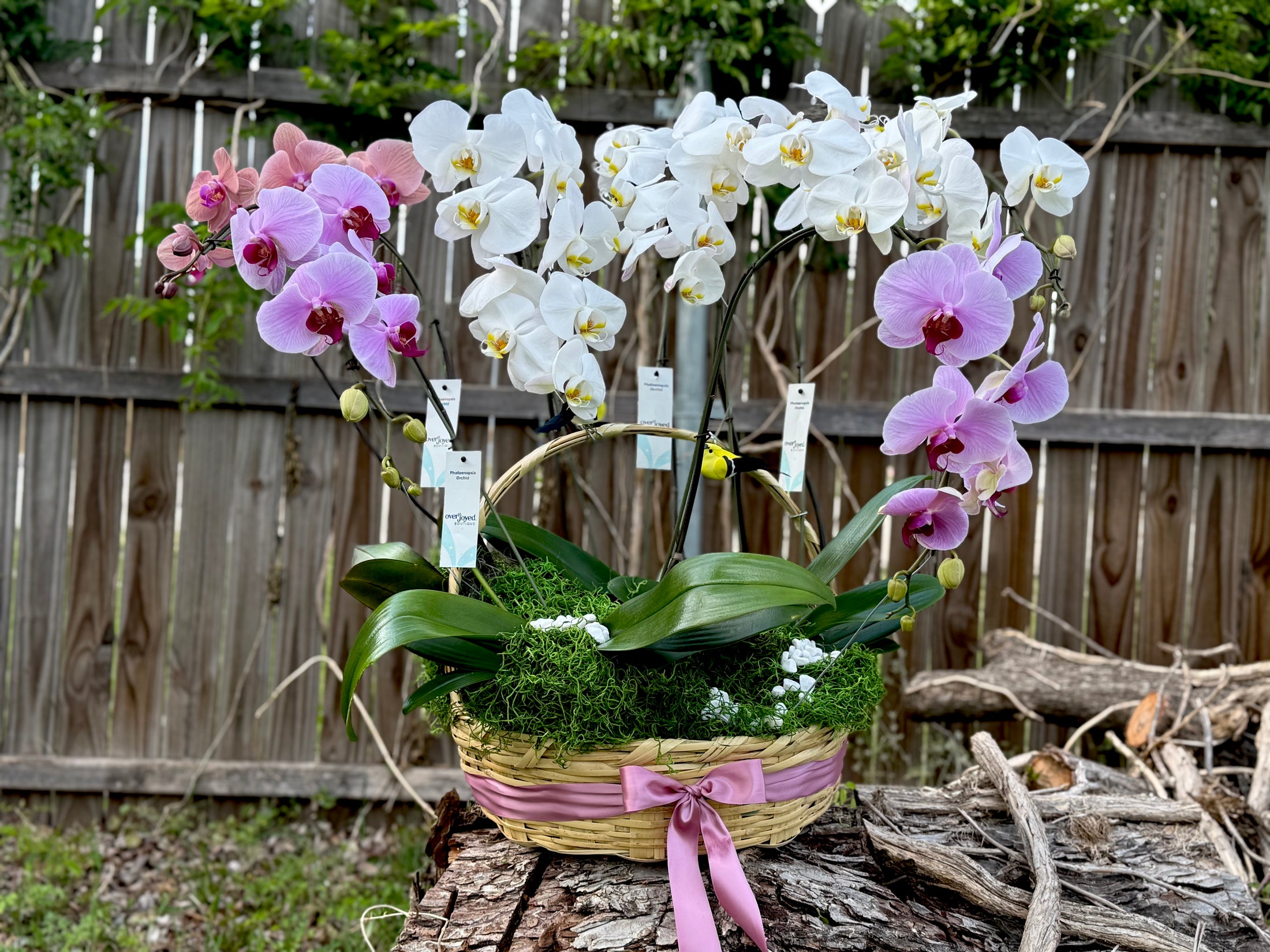 Canasta de orquídeas 🌸